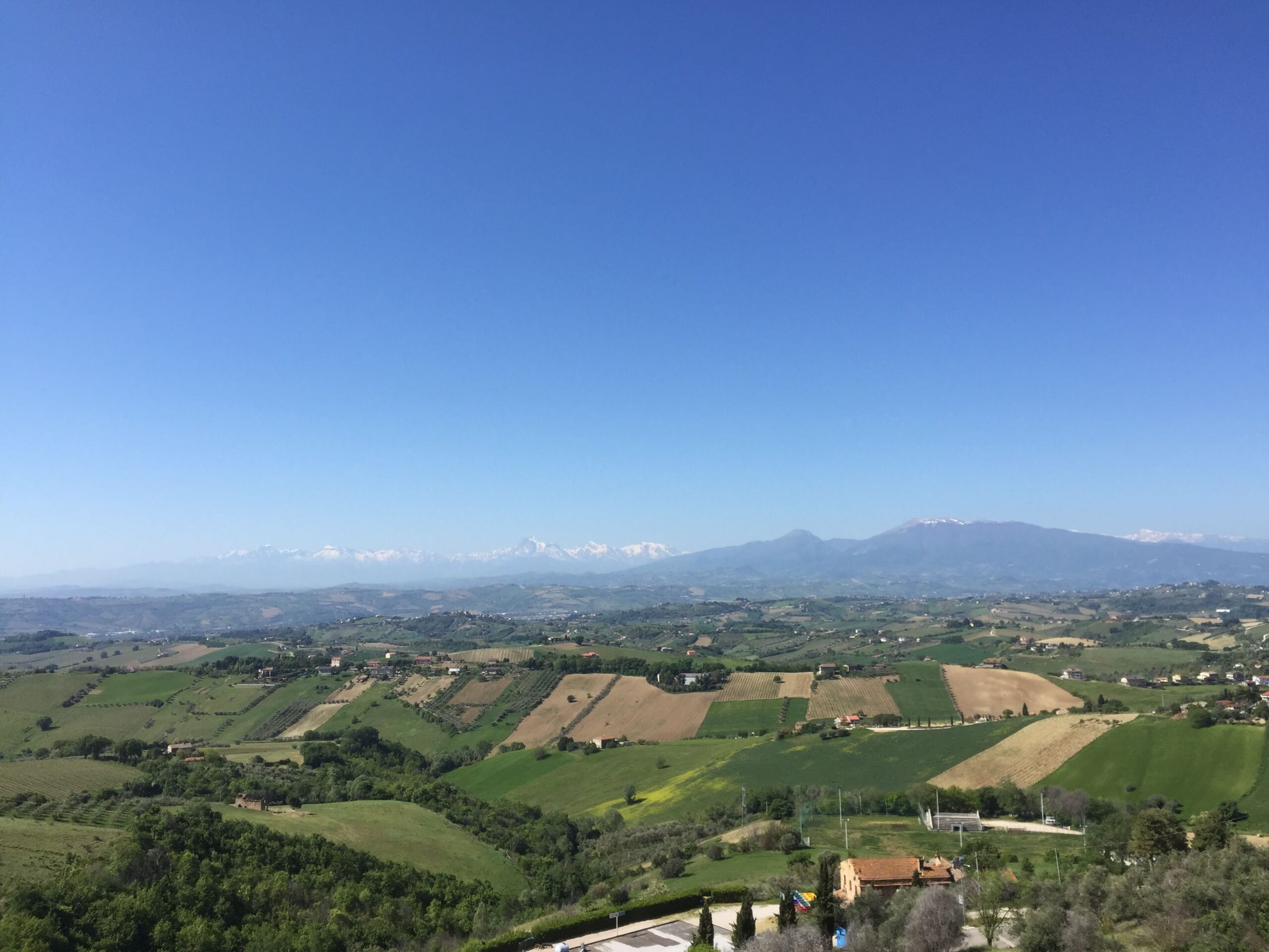 wine vineyard in italy